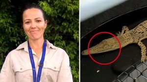 Read more about the article Queensland wildlife officer reveals alarming detail in crocodile capture after it was found in suburban chicken coop