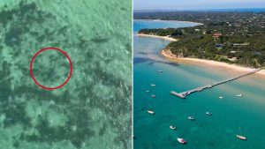 Read more about the article Great white shark sighted near Sorrento Pier on Melbourne’s Mornington Peninsula