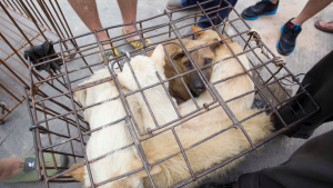 Read more about the article South Korea dog meat trade to end in 2027 as new bill passes